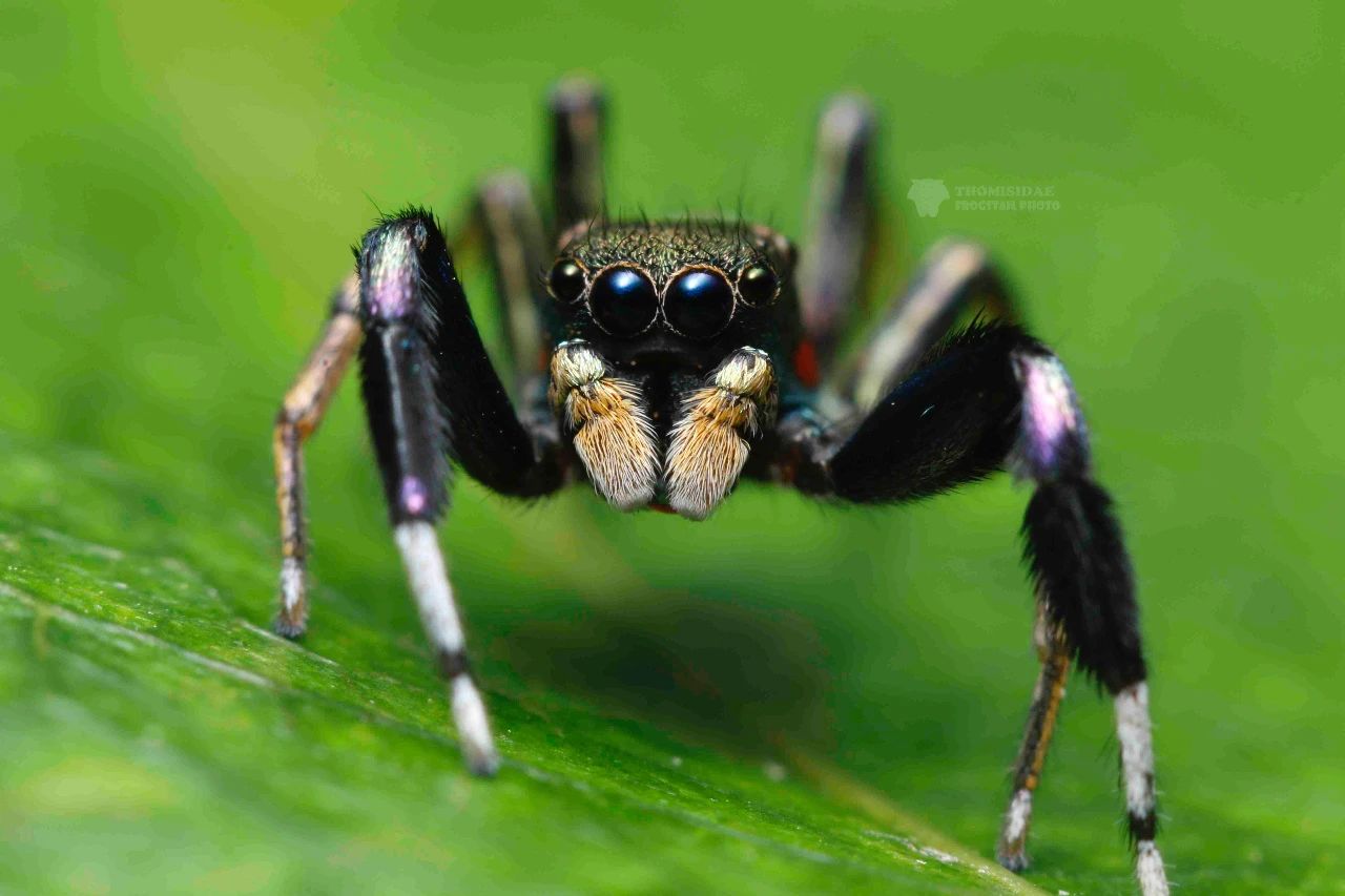 跳蛛 小蜘蛛 蜘蛛 - Pixabay上的免费照片 - Pixabay