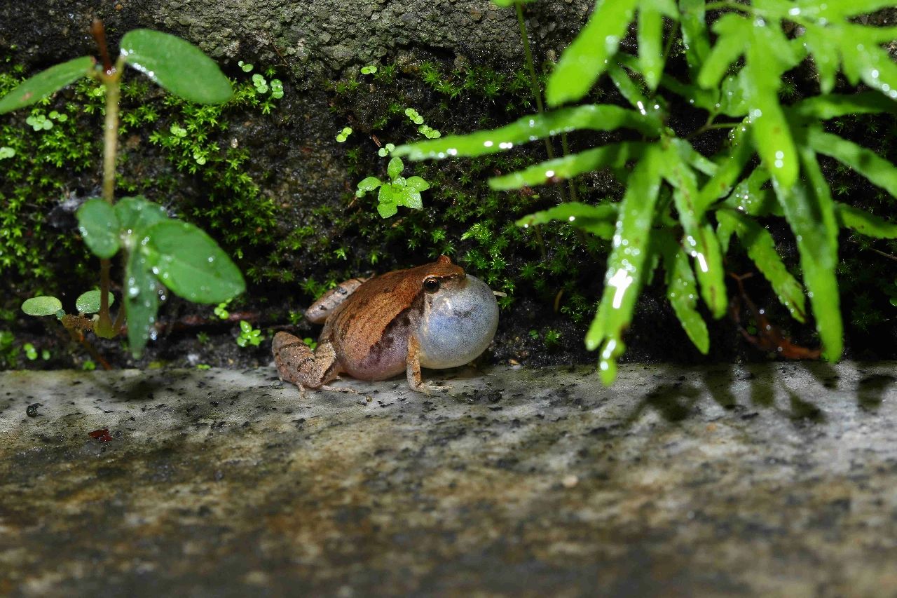 金线蛙是几级保护动物（带大家看看各地的蛙类） | 说明书网