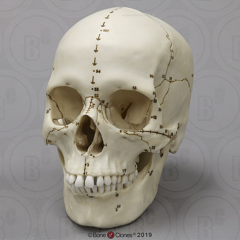 人类测量标准颅骨