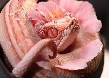Albinism Bloom Python
