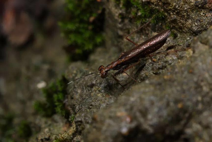 国际生物多样性日