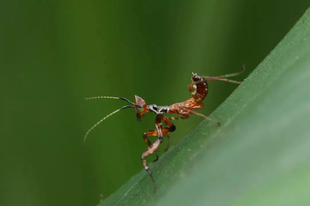 丽眼斑螳(若虫)  creobroter gemmata