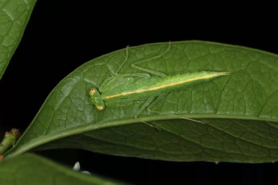 海南透翅螳(若虫)  tropidomantis gressitti